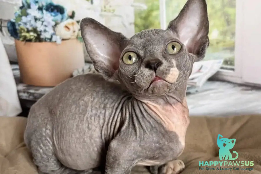 Barni Bambino male blue bicolour - live animals