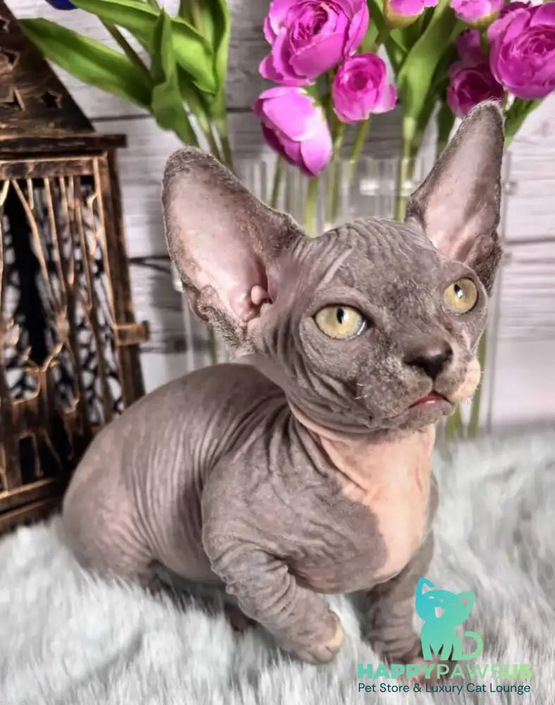 Barni Bambino male blue bicolour - live animals