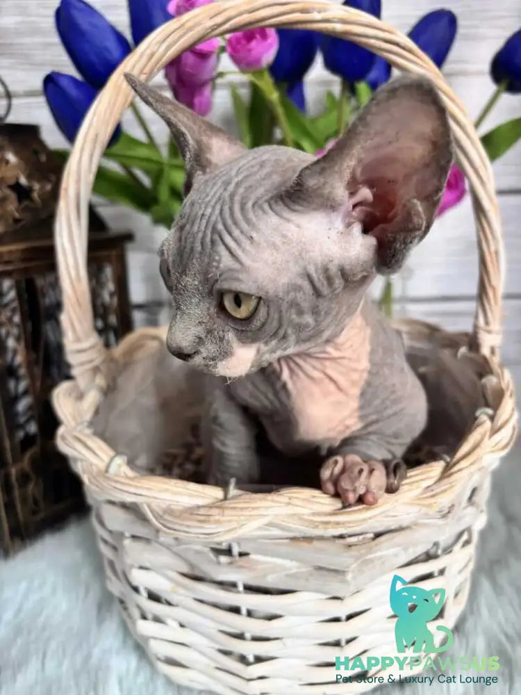 Barni Bambino male blue bicolour - live animals
