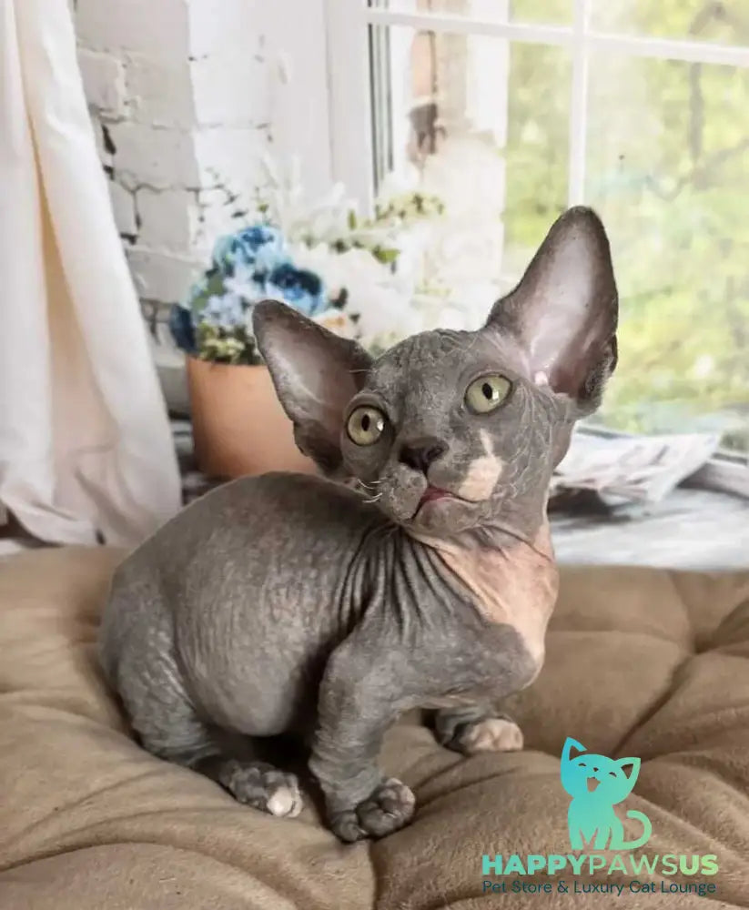 Barni Bambino male blue bicolour - live animals