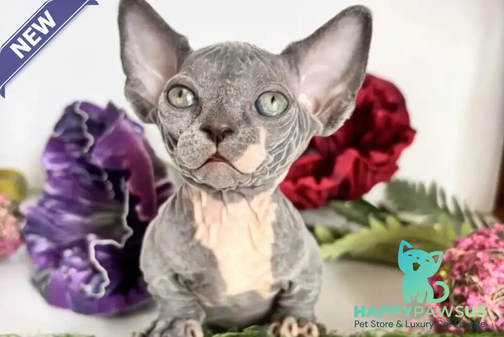 Barni Bambino male blue bicolour - live animals