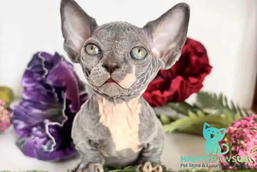 Barni Bambino male blue bicolour - live animals