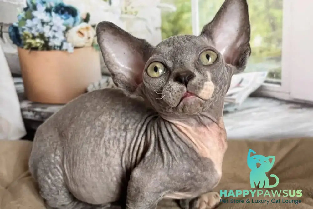Barni Bambino male blue bicolour - live animals