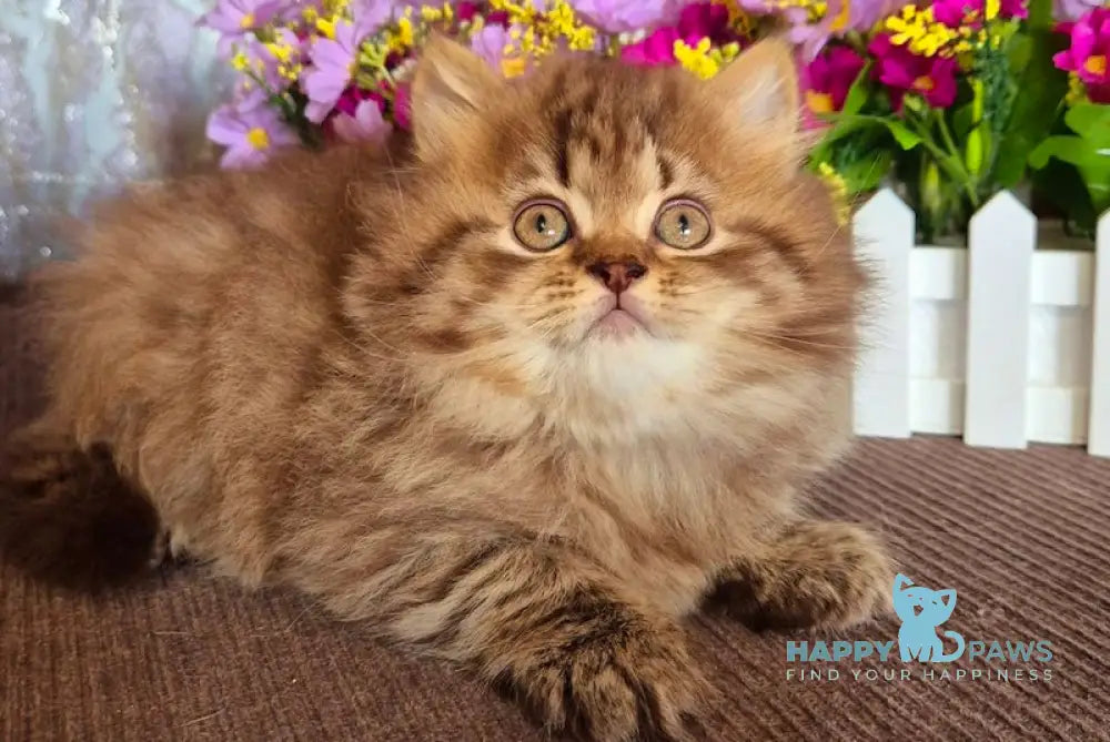 Barni British Longhair male chocolate ticked tabby live animals