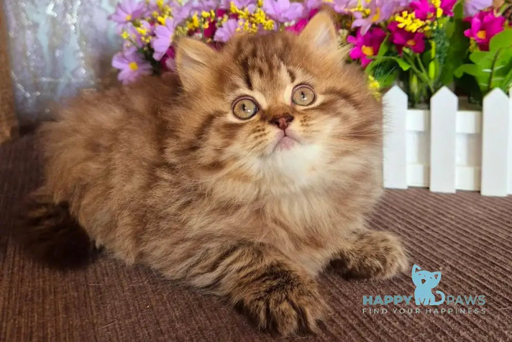 Barni British Longhair male chocolate ticked tabby live animals