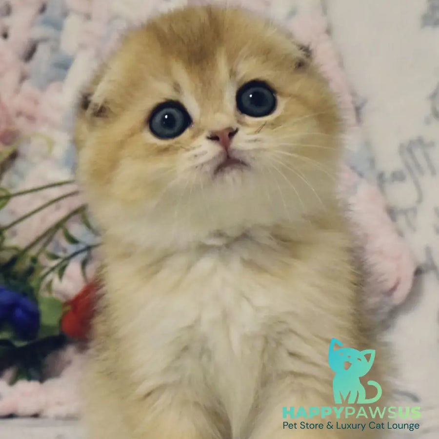 Barni Scottish Fold male black golden shaded - live animals