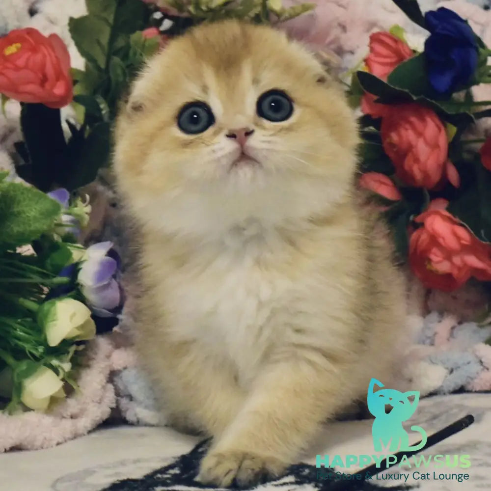 Barni Scottish Fold male black golden shaded - live animals
