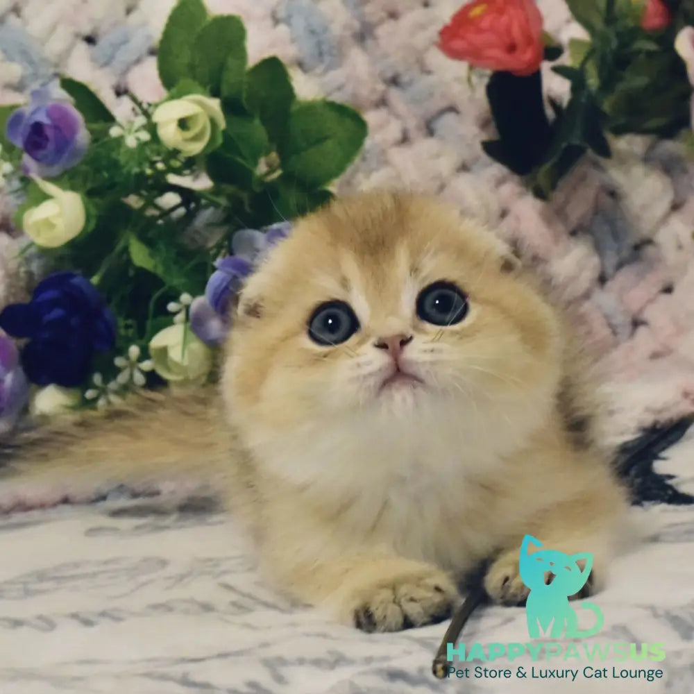 Barni Scottish Fold male black golden shaded - live animals