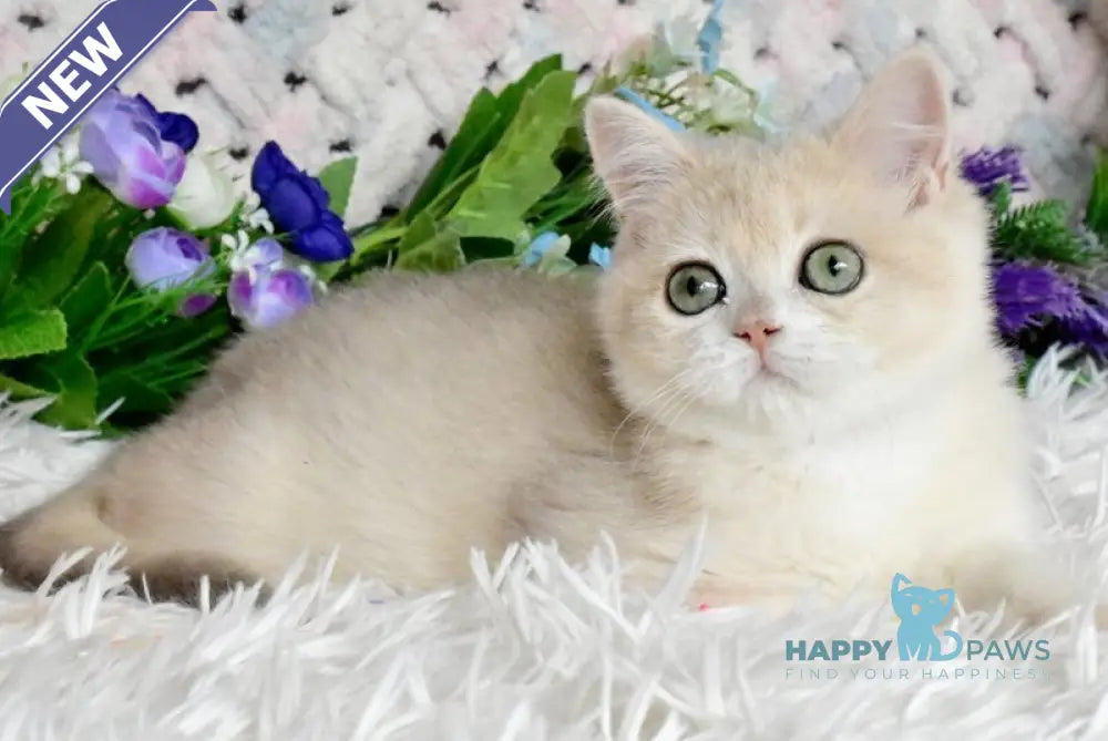 Barnie British Shorthair male blue golden chinchilla live animals