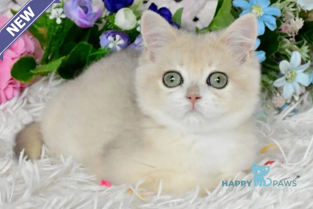 Barnie British Shorthair male blue golden chinchilla live animals