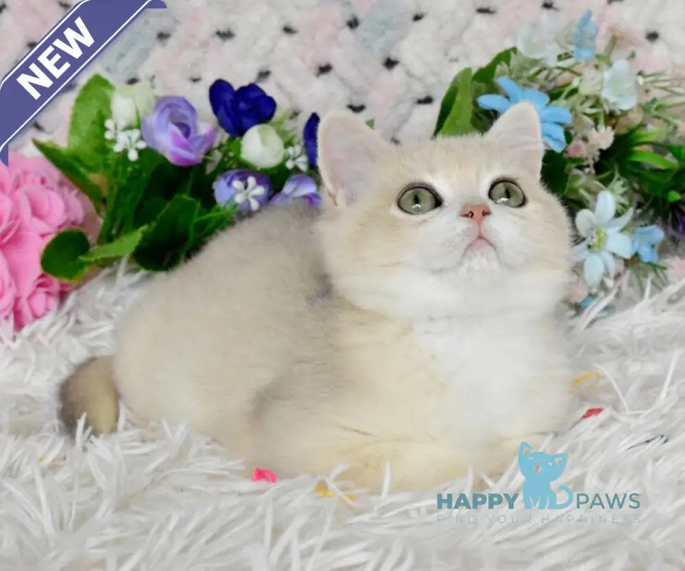 Barnie British Shorthair male blue golden chinchilla live animals