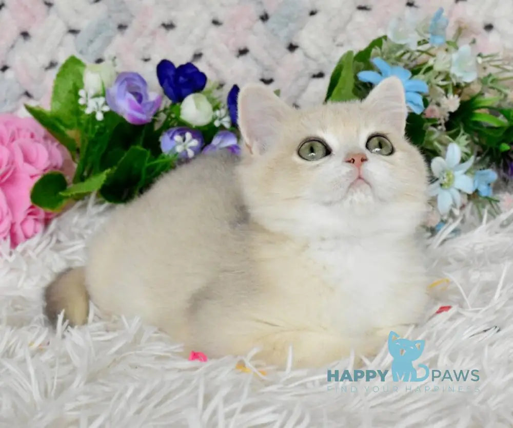 Barnie British Shorthair male blue golden chinchilla live animals
