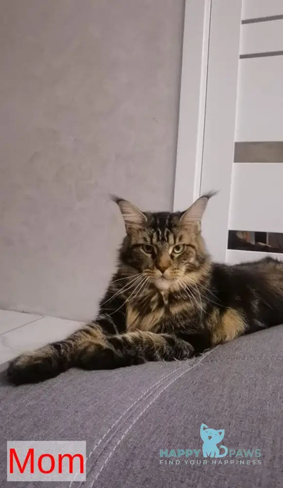 Barnie Maine Coon male black tabby live animals