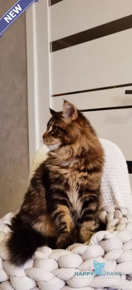 Barnie Maine Coon male black tabby live animals