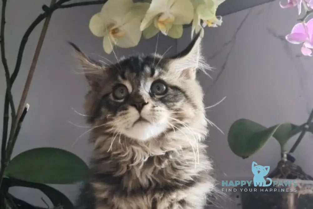 Barnie Maine Coon male black tabby live animals