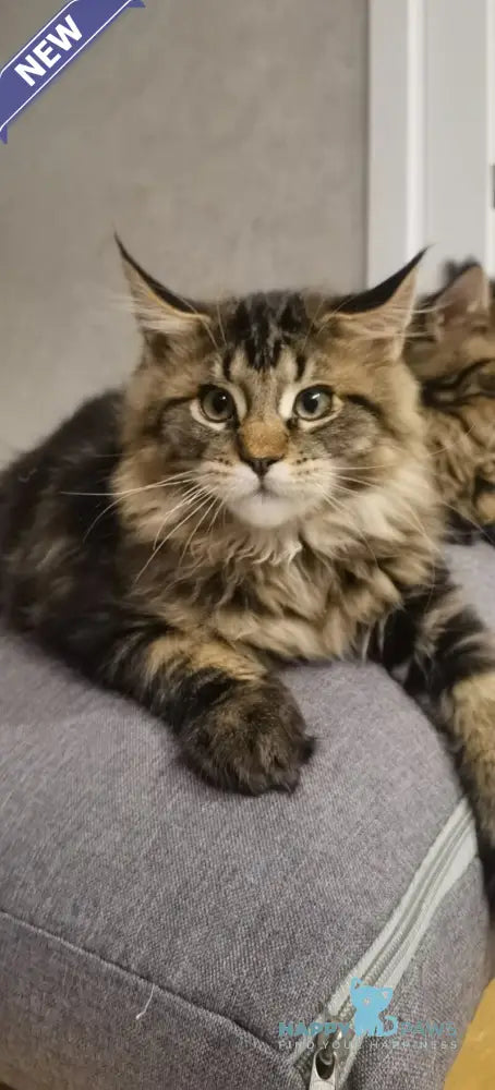 Barnie Maine Coon male black tabby live animals