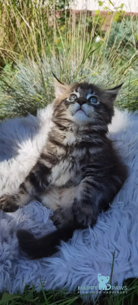 Barnie Maine Coon male black tabby live animals