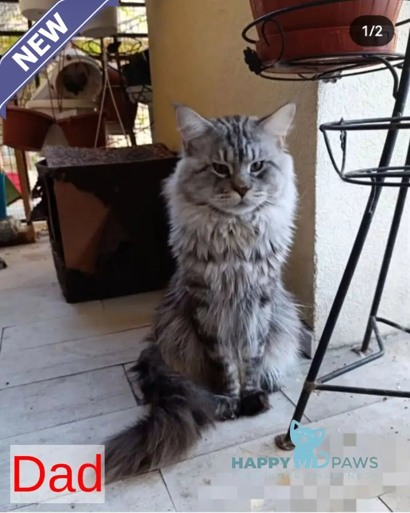 Barnie Maine Coon male black tabby live animals