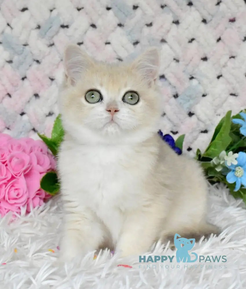 Barnu British Shorthair male blue golden chinchilla live animals