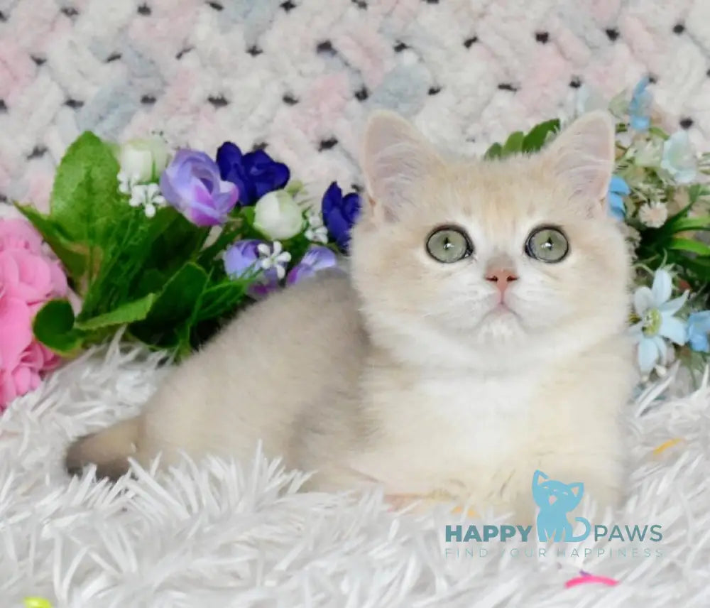 Barnu British Shorthair male blue golden chinchilla live animals