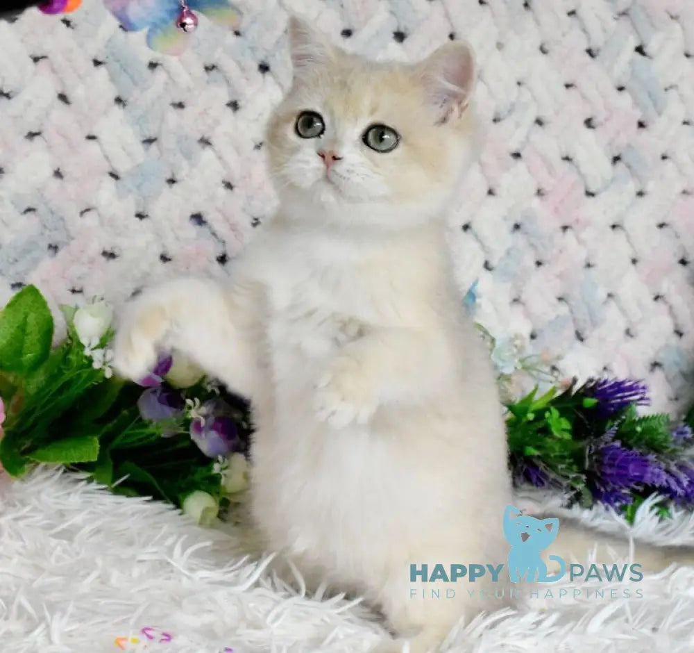 Barnu British Shorthair male blue golden chinchilla live animals