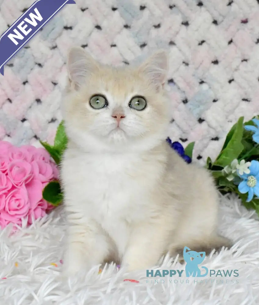 Barnu British Shorthair male blue golden chinchilla live animals
