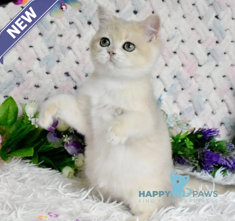 Barnu British Shorthair male blue golden chinchilla live animals