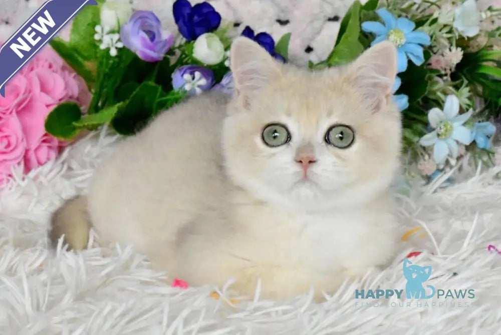 Barnu British Shorthair male blue golden chinchilla live animals