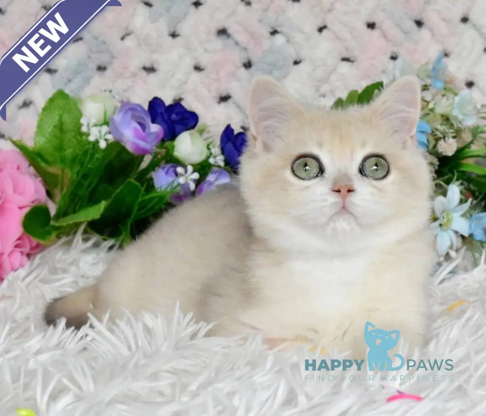 Barnu British Shorthair male blue golden chinchilla live animals