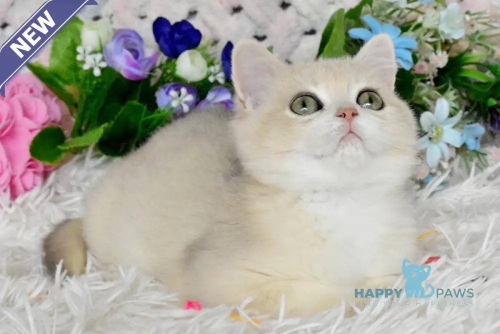 Barnu British Shorthair male blue golden chinchilla live animals