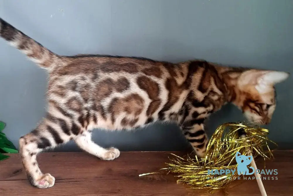 Barny Bengal male black spotted tabby live animals