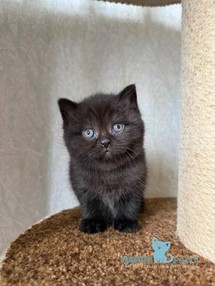 Barny Scottish Straight male black - live animals