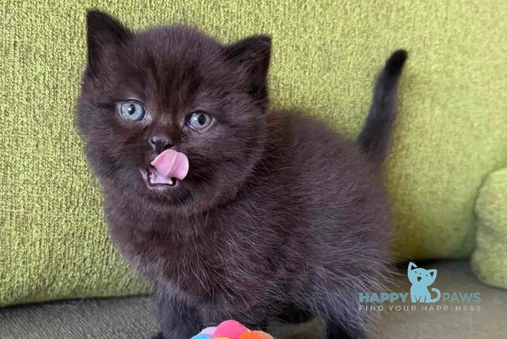 Barny Scottish Straight male black - live animals