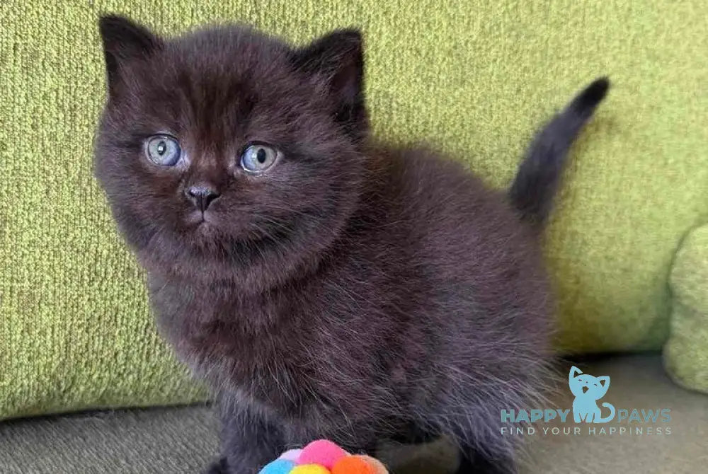 Barny Scottish Straight male black - live animals