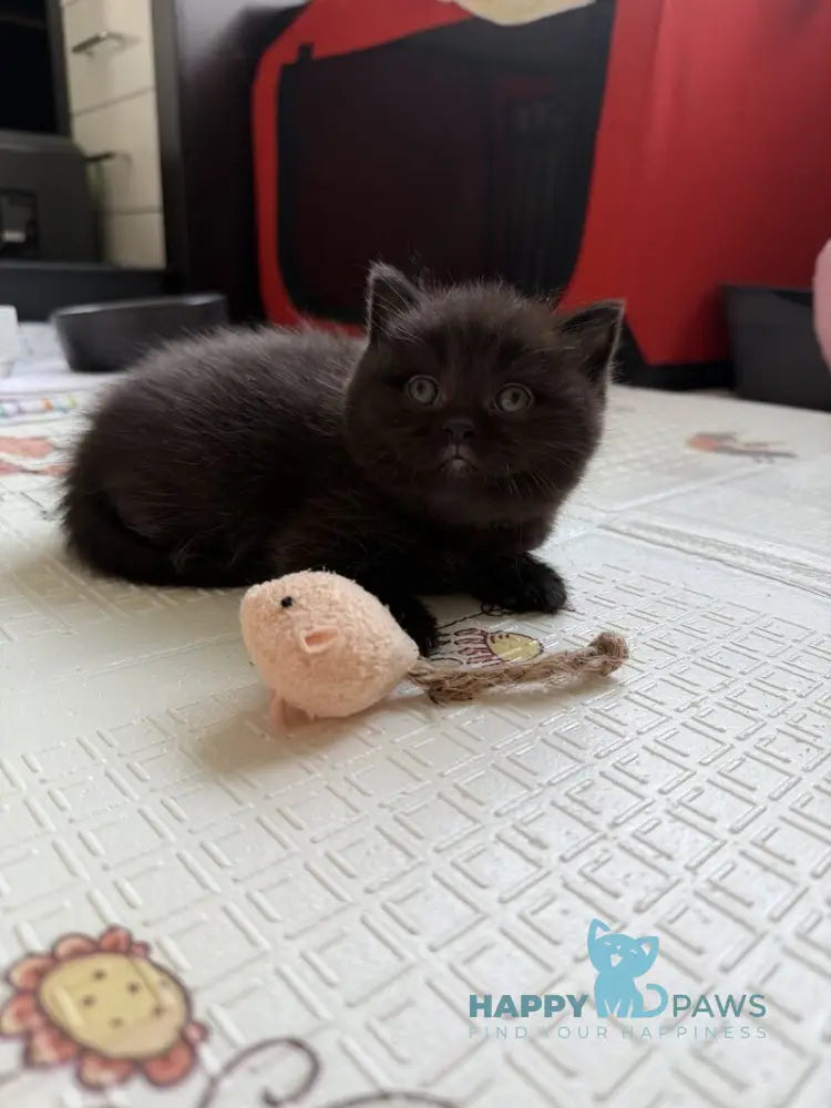 Barny Scottish Straight male black - live animals