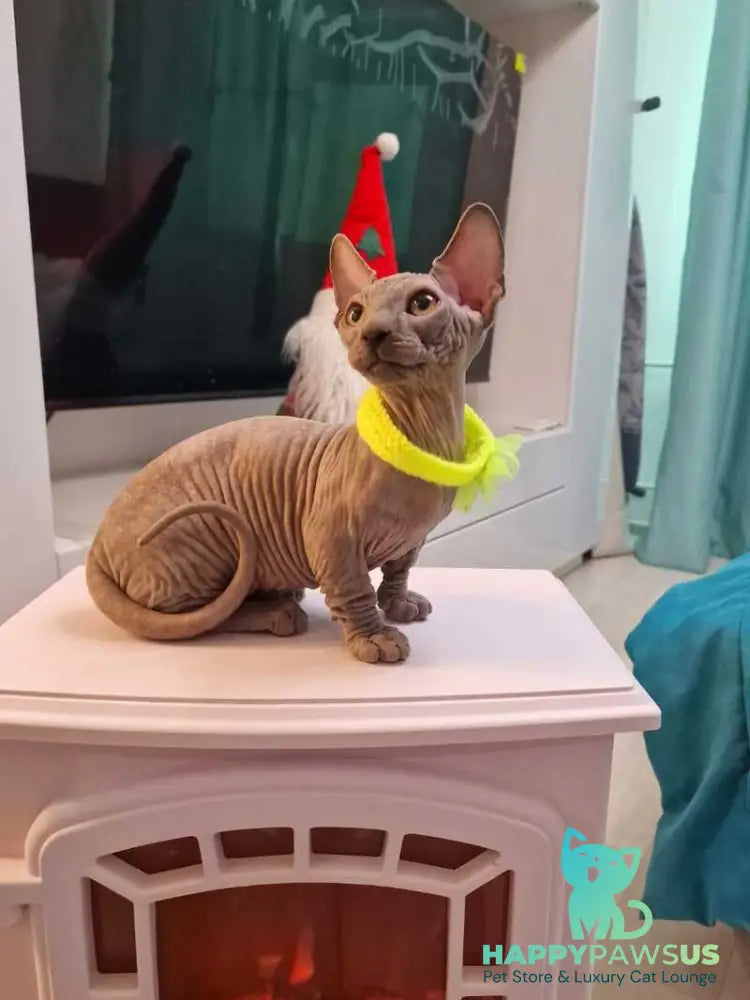 Baron Bambino male blue - live animals