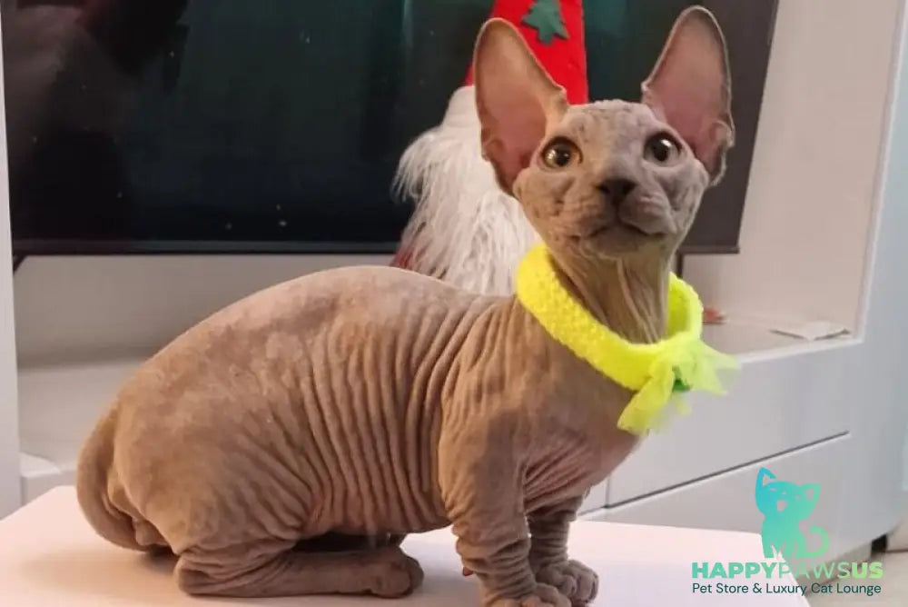 Baron Bambino male blue - live animals