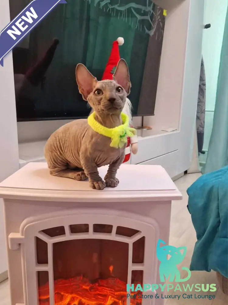 Baron Bambino male blue - live animals