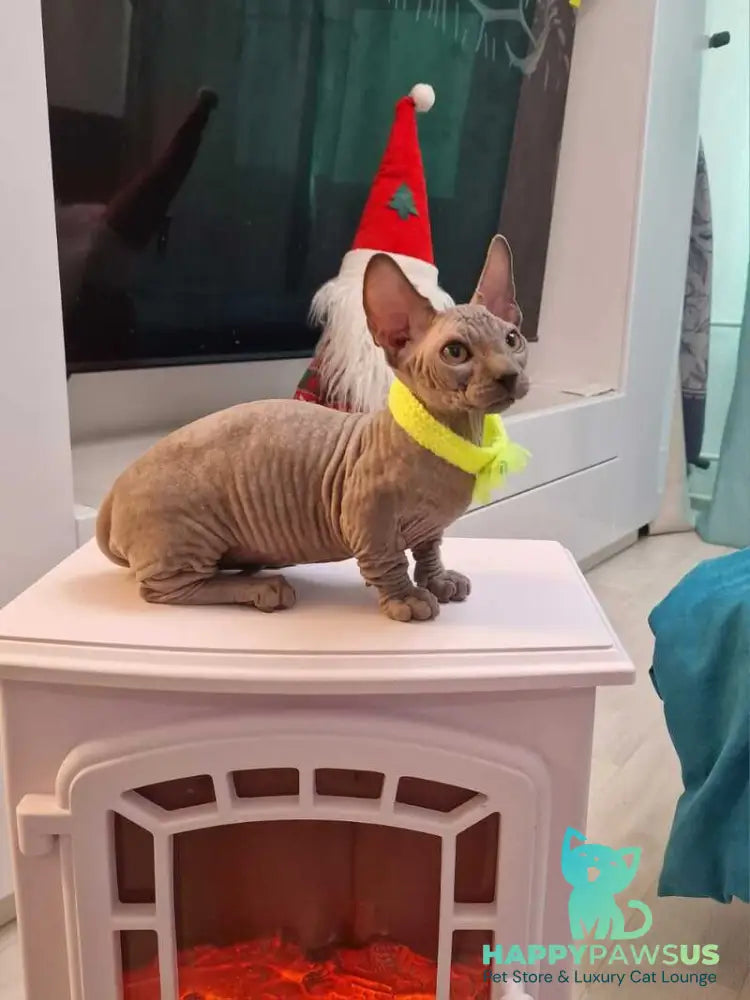 Baron Bambino male blue - live animals