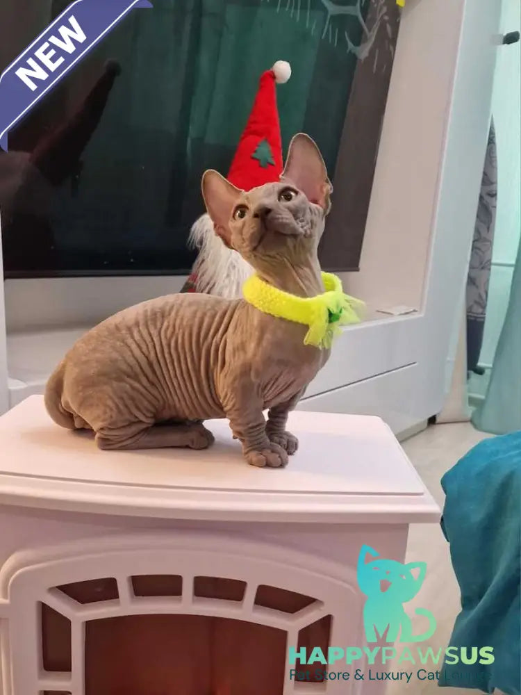 Baron Bambino male blue - live animals