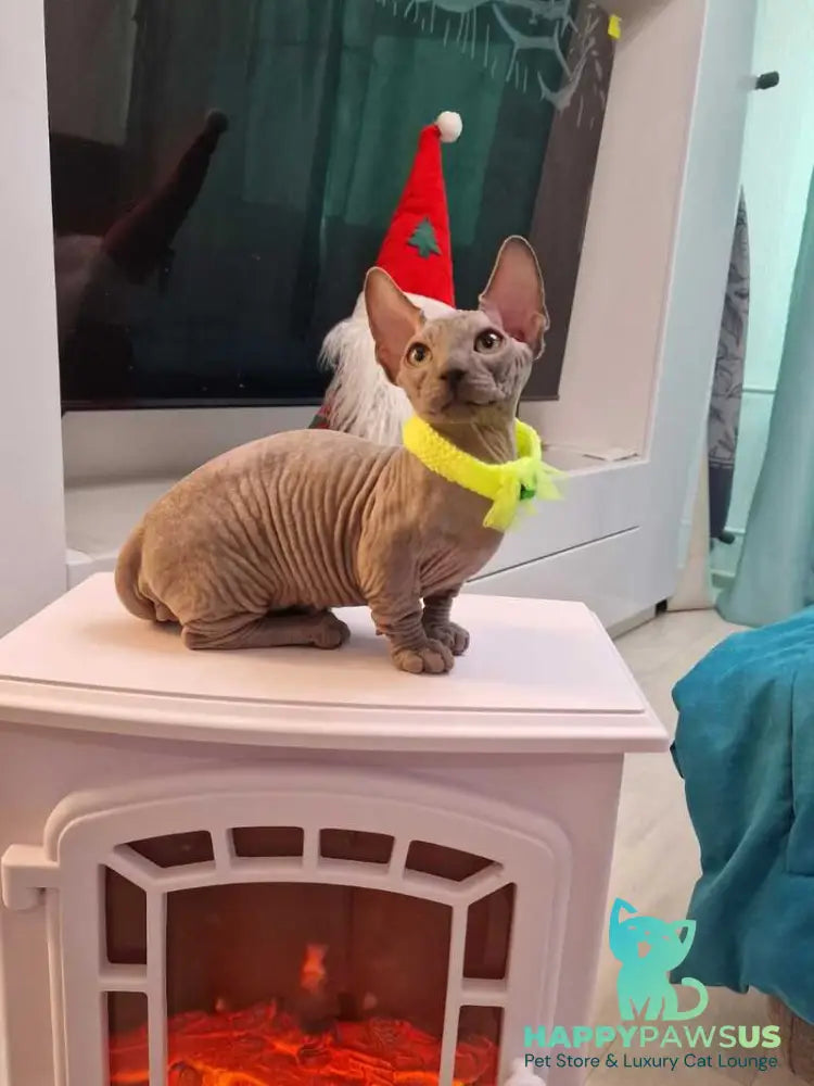 Baron Bambino male blue - live animals