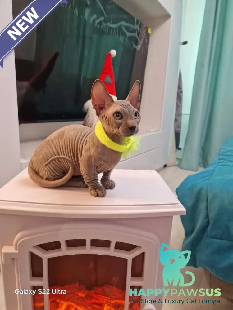 Baron Bambino male blue - live animals