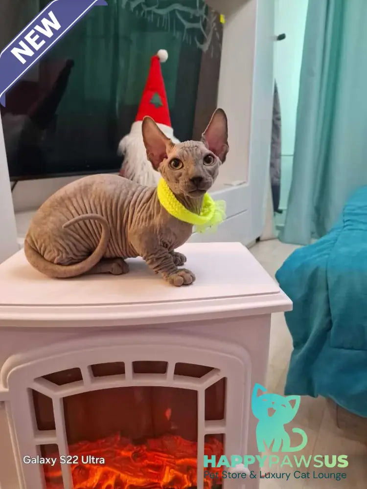 Baron Bambino male blue - live animals