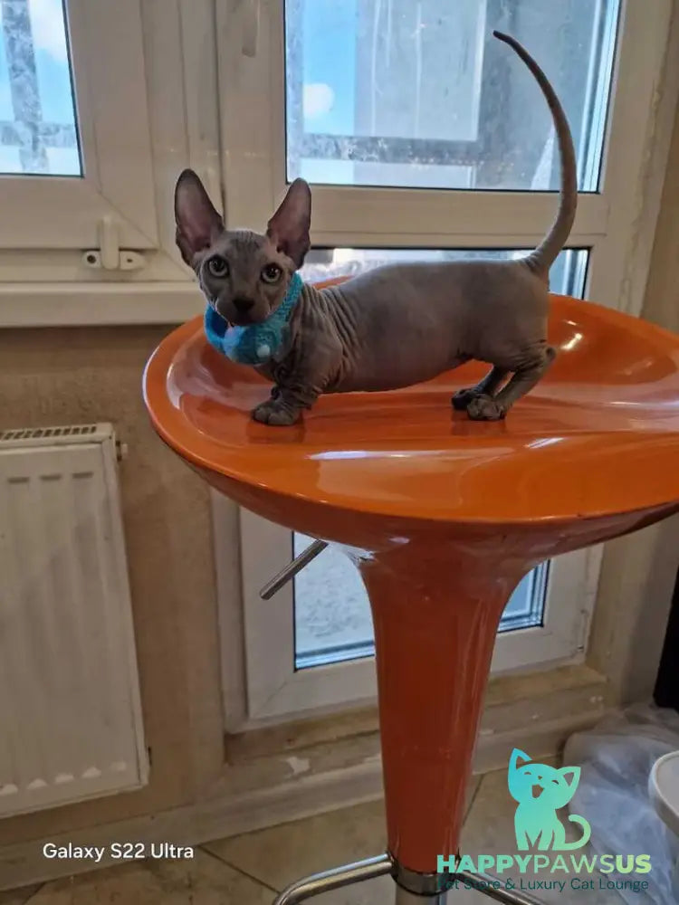 Baron Bambino male blue - live animals