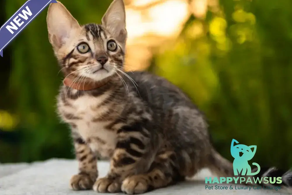 Baron Bengal male black spotted tabby - live animals