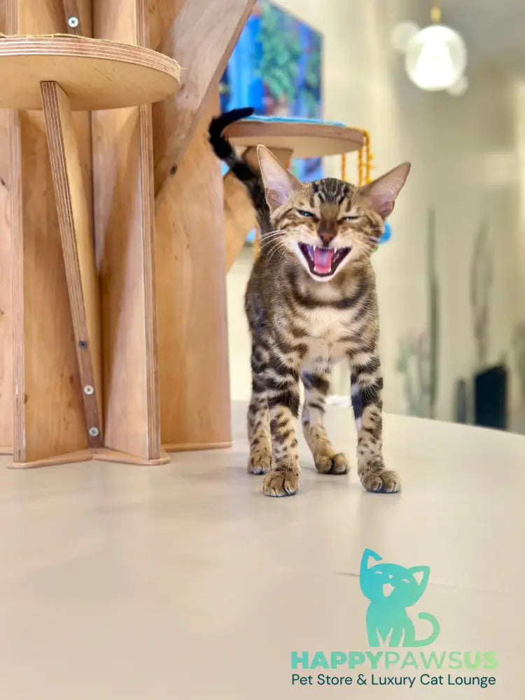 Baron Bengal male black spotted tabby - live animals