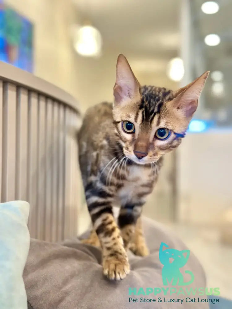 Baron Bengal male black spotted tabby - live animals