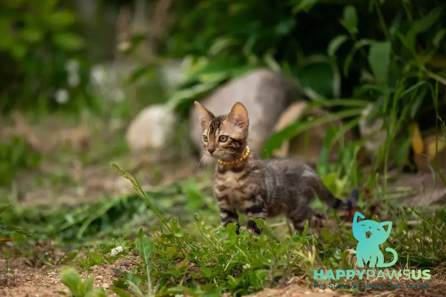 Baron Bengal male black spotted tabby - live animals