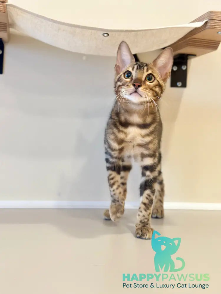 Baron Bengal male black spotted tabby - live animals
