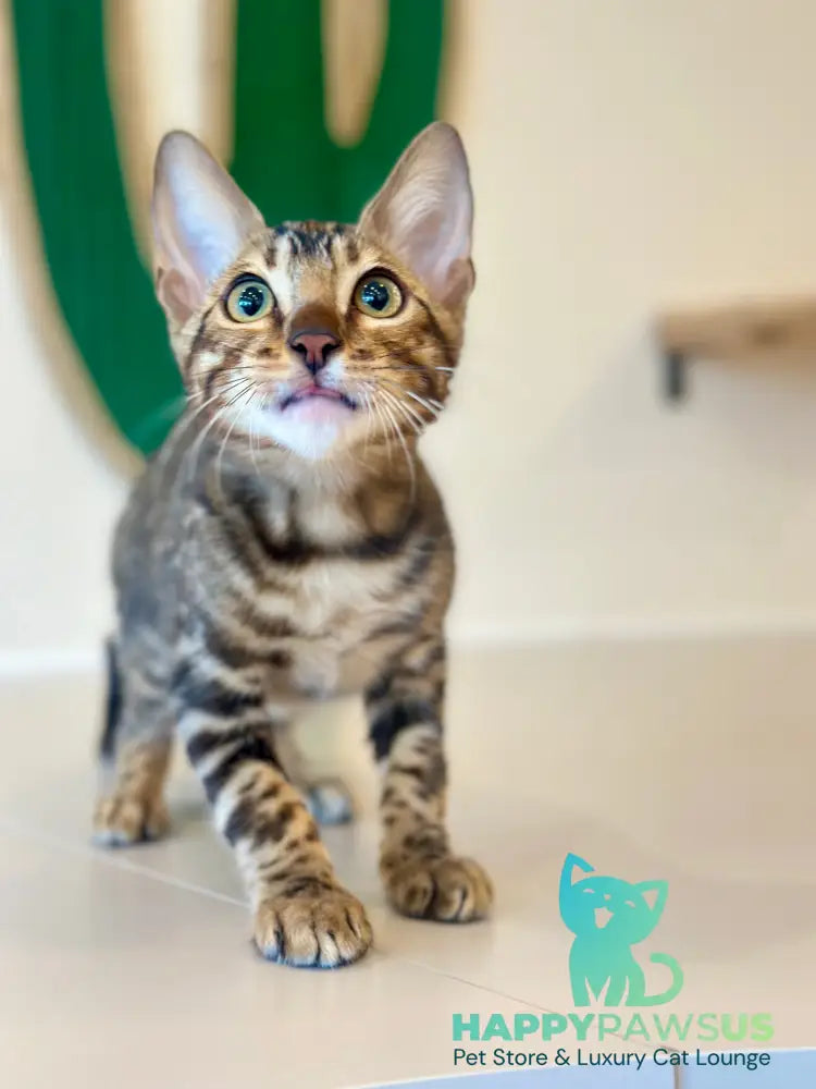 Baron Bengal male black spotted tabby - live animals